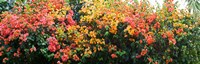 Bougainvillea flowers in garden, St. John, US Virgin Islands by Panoramic Images - 28" x 9"