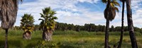 Grove of Mexican fan palm trees near Las Palmas Beach, Todos Santos, Baja California Sur, Mexico Fine Art Print