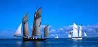 Tall ship regatta featuring Cancalaise and Granvillaise, Baie De Douarnenez, Finistere, Brittany, France Fine Art Print