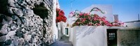 Flowers on rooftop of a house, Santorini, Greece Fine Art Print