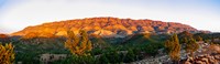 Trees on a hill, Flinders Ranges, Hawker, South Australia, Australia Fine Art Print