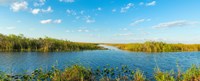 Reed at riverside, Big Cypress Swamp National Preserve, Florida, USA by Panoramic Images - 22" x 9"