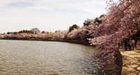 Tidal Basin, Washington DC Fine Art Print