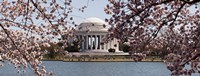 Cherry Blossom trees in the Tidal Basin with the Jefferson Memorial in the background, Washington DC Fine Art Print