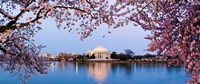 Cherry Blossom tree with a memorial in the background, Jefferson Memorial, Washington DC, USA by Panoramic Images - 21" x 9"