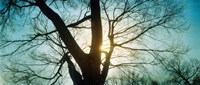 Sunlight shining through a bare tree, Prospect Park, Brooklyn, Manhattan, New York City, New York State, USA Fine Art Print