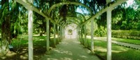 Pathway in a botanical garden, Jardim Botanico, Zona Sul, Rio de Janeiro, Brazil Fine Art Print