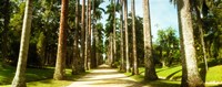Trees both sides of a garden path, Jardim Botanico, Zona Sul, Rio de Janeiro, Brazil by Panoramic Images - 23" x 9"