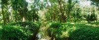 Trees in a botanical garden, Jardim Botanico, Zona Sul, Rio de Janeiro, Brazil by Panoramic Images - 22" x 9"
