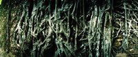 Roots of an old growth tree, Morro De Sao Paulo, Tinhare, Cairu, Bahia, Brazil by Panoramic Images - 22" x 9"