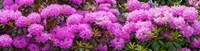 Hydrangeas flowers, Union Township, Union County, New Jersey, USA by Panoramic Images - 36" x 9"