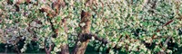 Apple blossom flowers, Quebec, Canada by Panoramic Images - 30" x 9"