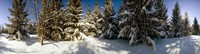 Snow covered pine trees, Quebec, Canada Fine Art Print