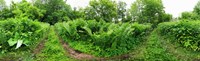 Trees and plants in a forest, Saint-Jean-sur-Richelieu, Quebec, Canada by Panoramic Images - 30" x 9"