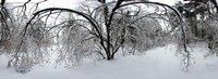 Forest in winter, Saint-Jean-sur-Richelieu, Quebec, Canada by Panoramic Images - 24" x 9"