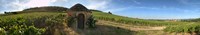 Beaujolais vineyard, Saules, Saone-Et-Loire, Burgundy, France by Panoramic Images - 51" x 9"
