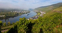 Vineyards with village at riverfront, Mosel River, Kaimt Mosel Village, Mosel Valley, Rhineland-Palatinate, Germany Fine Art Print