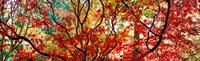 Sunlight Through Autumn leaves, Gloucestershire, England Fine Art Print