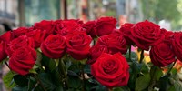 Close-up of red roses in a bouquet during Sant Jordi Festival, Barcelona, Catalonia, Spain by Panoramic Images - 18" x 9"