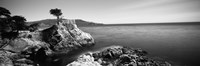 Cypress tree at the coast, The Lone Cypress, 17 mile Drive, Carmel, California (black and white) by Panoramic Images - 27" x 9"