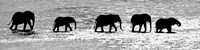 Herd of African Elephants Crossing the Uaso Nyiro River, Kenya (black & white) Fine Art Print