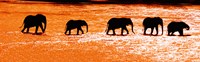 Herd of African Elephants Crossing the Uaso Nyiro River, Kenya Fine Art Print
