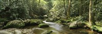 Roaring Fork River, Great Smoky Mountains, Tennessee Fine Art Print