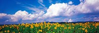 Fields of sunflowers Rudesheim vicinity Germany Fine Art Print