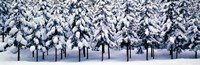 Snow covered Cedar trees Kyoto Hanase Japan Fine Art Print