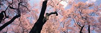 Pink Blossoms, Nagano Japan Fine Art Print