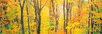 Trees Autumn Quebec Canada Fine Art Print