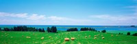 Farm field Prince Isl Canada Fine Art Print