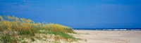 Sea oat grass on the beach, Charleston, South Carolina, USA by Panoramic Images - 39" x 12"