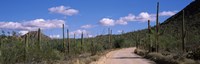 Road passing through a landscape, Saguaro National Monument, Pima County, Tucson Mountains, Tucson, Arizona, USA Fine Art Print