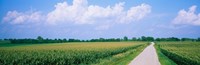 Road along corn fields, Jo Daviess County, Illinois, USA Fine Art Print