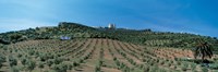 Olive Groves Evora Portugal by Panoramic Images - 36" x 12"