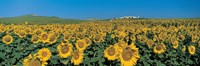 Sunflower field Andalucia Spain Fine Art Print