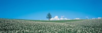 Potato field Biei-Cho Hokkaido Japan Fine Art Print