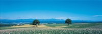 Potato field Furano Hokkaido Japan Fine Art Print