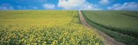 Oats & Rape Blossoms Biei-Cho Kamikawa Hokkaido Japan Fine Art Print