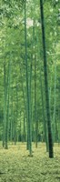 Bamboo Forest Nagaokakyo Kyoto Japan Fine Art Print