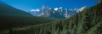 Forest with Mountains in the Background, Banff National Park Canada Fine Art Print