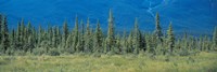 Trees in Banff National Park Canada by Panoramic Images - 36" x 12"