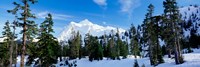 Trees on a snow covered mountain, Mt Shuksan, Mt Baker-Snoqualmie National Forest, Washington State, USA Fine Art Print
