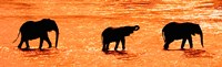 Three African Elephants Crossing the Uaso Nyiro River, Kenya Fine Art Print