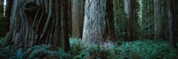 Redwood Trees and Ferns, California by Panoramic Images - 36" x 12"