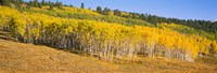 Trees in a field, Dallas Divide, San Juan Mountains, Colorado Fine Art Print