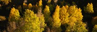 High angle view of Aspen trees in a forest, Telluride, San Miguel County, Colorado, USA Fine Art Print