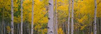 Aspen Trees in Telluride, Colorado Fine Art Print