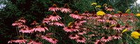 Eastern Purple coneflower (Echinacea purpurea) in a forest Fine Art Print